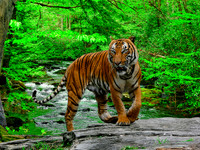 Great Cats