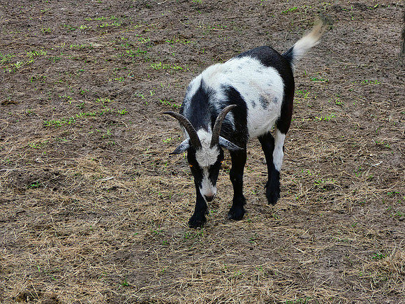 FF 426 302 N