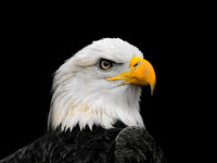 FF 331 1159 V_01 N25