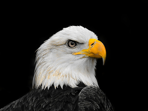 FF 331 1159 V_01 N25