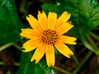 FF 462 394 N2