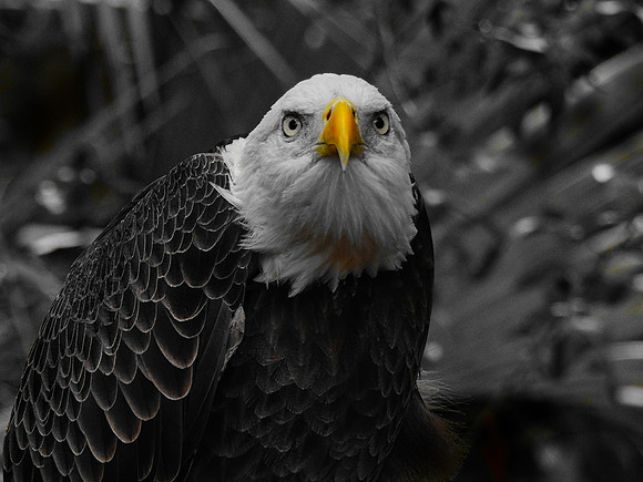 FF 331 1135 V_01 N