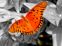 FF 308 232_01 N