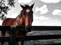 FF 292 747_01 N