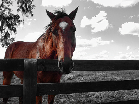 FF 292 747_01 N