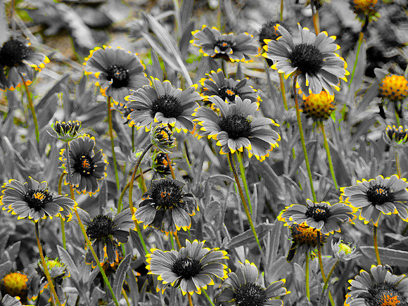 FF 279 254_01 N