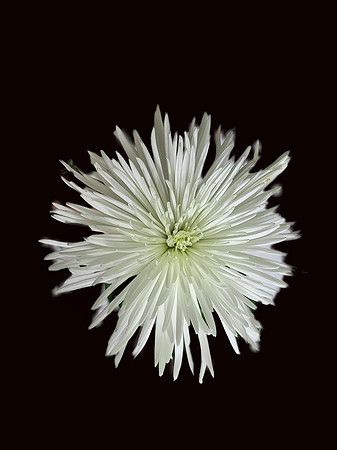 FF 376 161 N