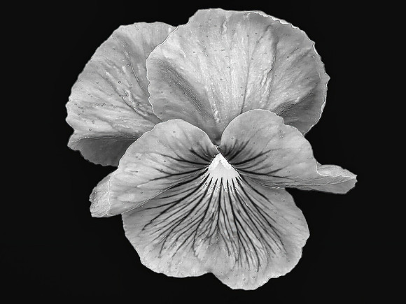 FF 299 008_01 N