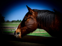 Horse Play